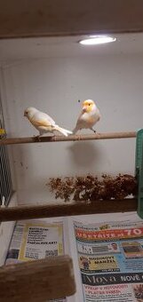 Chovný pár kanárů