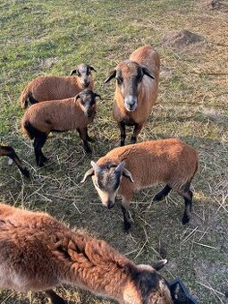 Kamerunsky berana, ovce