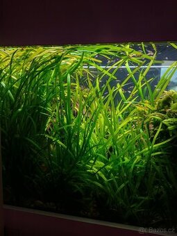 Zákruticha malá, Vallisneria nana