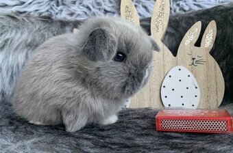 ❤️⭐️Minilop Kralicek Beránek miminka k rerervaci