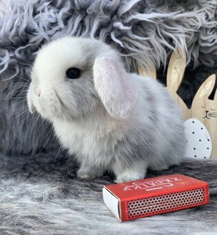 ❤️⭐️Minilop Kralicek Beránek miminka k rerervaci