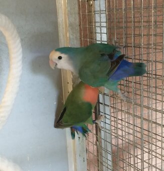 Agapornis rúžohrdlý
