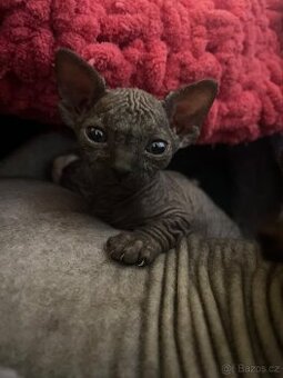 Kanadský sphynx