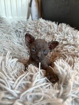 Kanadský sphynx