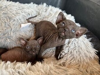 Kanadský sphynx