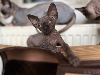 Kanadský sphynx