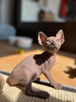 Kanadský sphynx