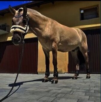 Pony valach