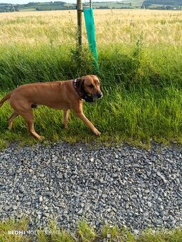 Rhodesky ridgeback