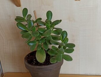 Tlustice vejčitá (crassula ovata)