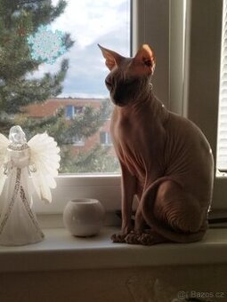 Don sphynx