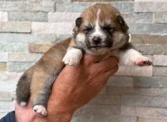 Akita Inu s průkazem původu (PP)
