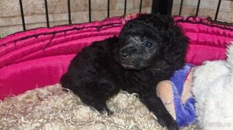 Pudl toy stříbrný s PP