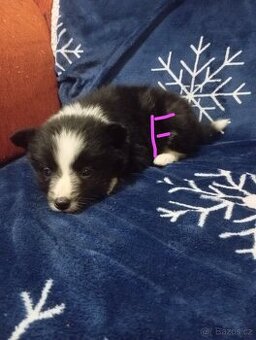 Štěně Bordel kolie x Německý špic