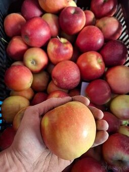 Jablka a hrušky ČR