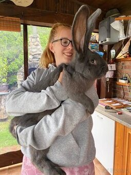 Belgický obr modrý