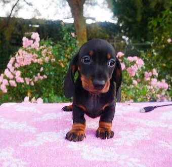 Jezevčík trp./král. hladkosrstý