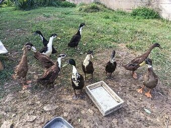 Prodám kachny /Indický běžec/