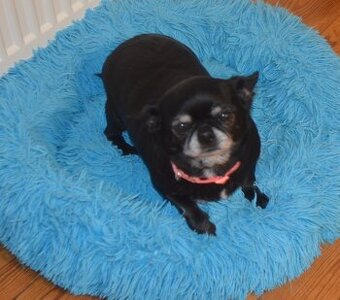 Čivava s PP - fenky