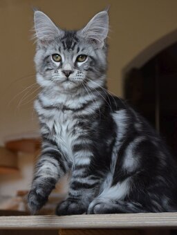 Mainská mývalí koťátka s PP