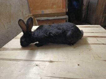 Německý obrovitý strakáč