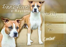 Americký stafordširský teriér