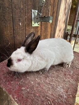 Kalifornský Černý