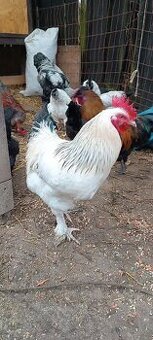 kohout původ sundheimer