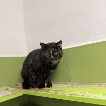 Čikina, plachá kočička