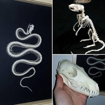 Odkoupím / přeberu úhyny zvířat (preparace, preparát mrtvoly