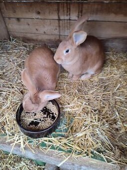 Králík burgundský - samička