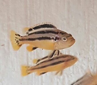 Prodám chovnou skupinu  Melanochromis auratus