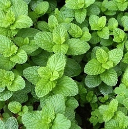 Máta banánová (rostliny)