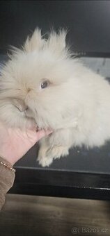 Tedy králíček s kompletním vybavením