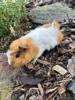 Morče rozeta sameček