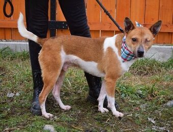 DANIEL K ADOPCI - 2,5 ROKU,PŘÁTELSKÝ,KONTAKTNÍ