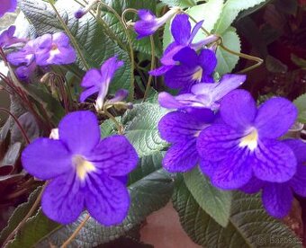 Modrofialová tořivka - Streptocarpus - rostlina