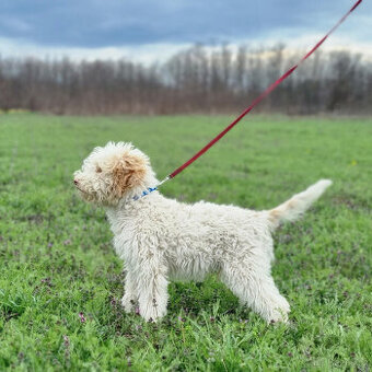LAGOTTO ROMAGNOLO STENIATKO s PP - 1