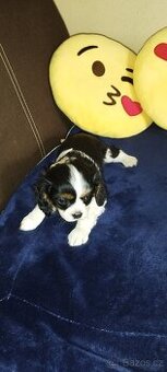 Cavalier king Španiel - 1