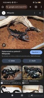 Sháním veleštíra petersi/trnitý