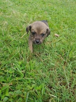 Jack Russell teriér x jezevčík