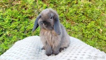 Zakrslý beránek, králíček, králík - PATRIK