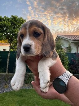 Beagle