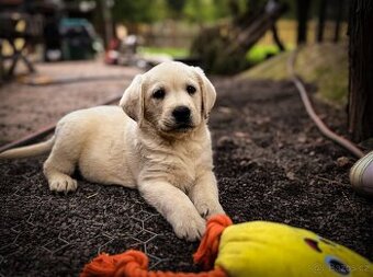 Labrador, štěňátka