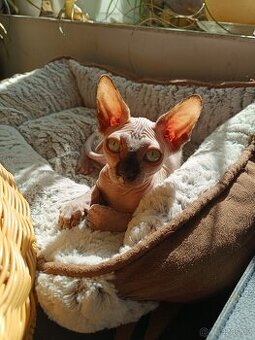 SPHYNX kotě kočička bez PP