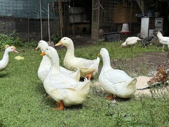 Pekingské a pižmové kachny