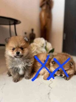 Pomeranian