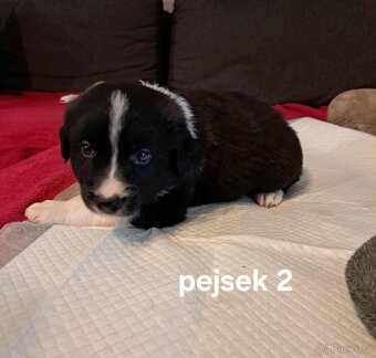 Prodáme štěňátka Border Kolie, čistokrevné, bez PP.