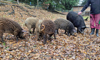 Prasnice  - selata -  Mangalice