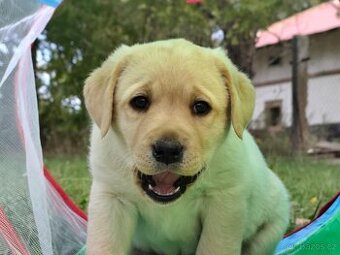 Labrador retrívr